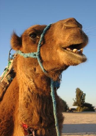 Kamel in der Wüste von Marokko