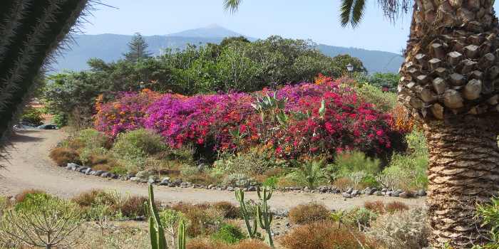 Wanderweg umgeben von bunten Blumen