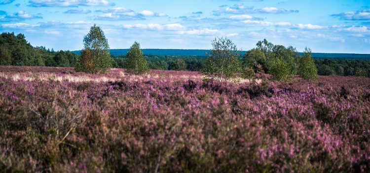 Städtetrip nach Hamburg und Natur vereinen