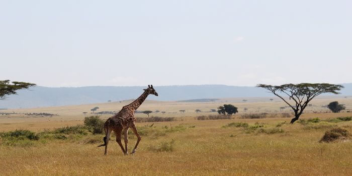 Tansania – für Individualreisen aber auch für Badeurlaub geeignet