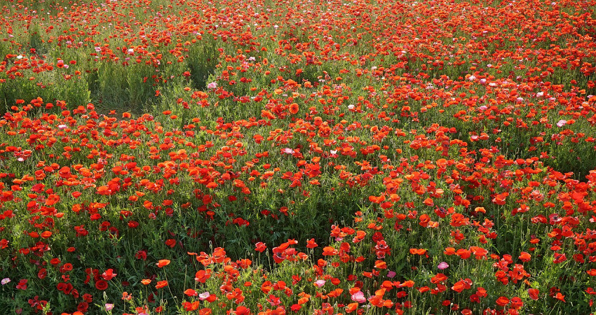 Bild von einem Mohnblumenfeld