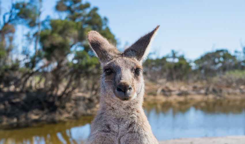 Ein süßes Kangaroo starrt in die Kamera.