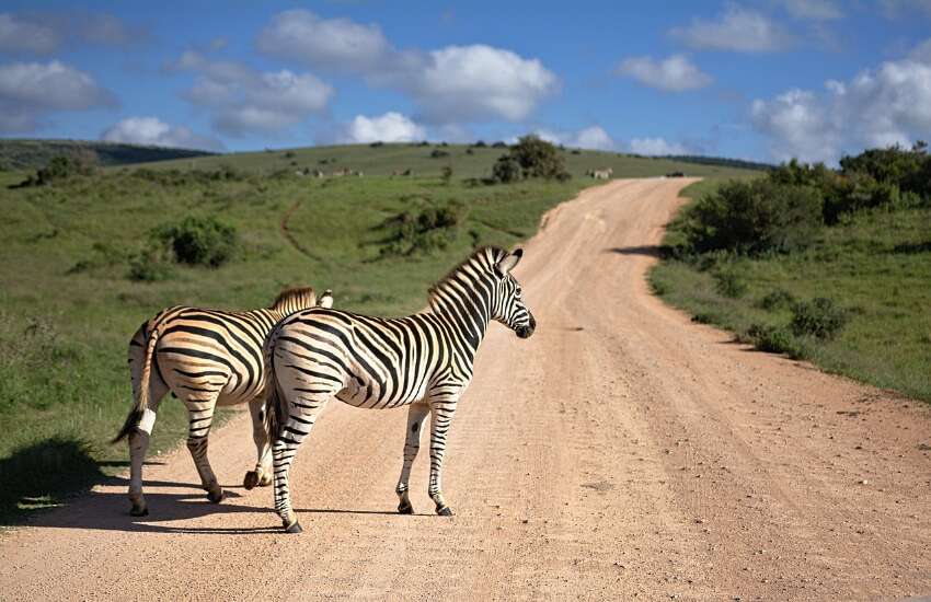 Zwei Zebras stehen auf einer Sandpiste.