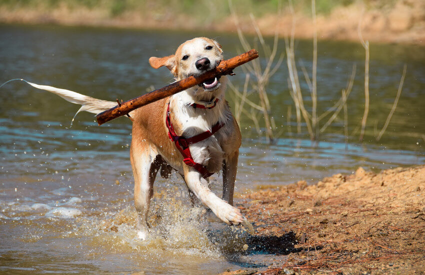 Ein niedlicher Hund holt einen Stock aus dem Wasser.