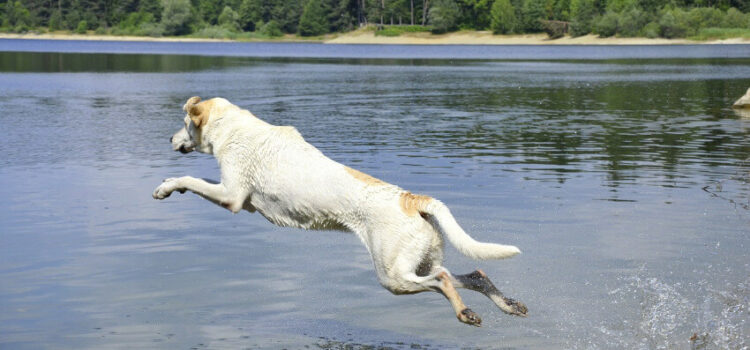 Urlaub mit Hund am See an der mecklenburgische Seenplatte