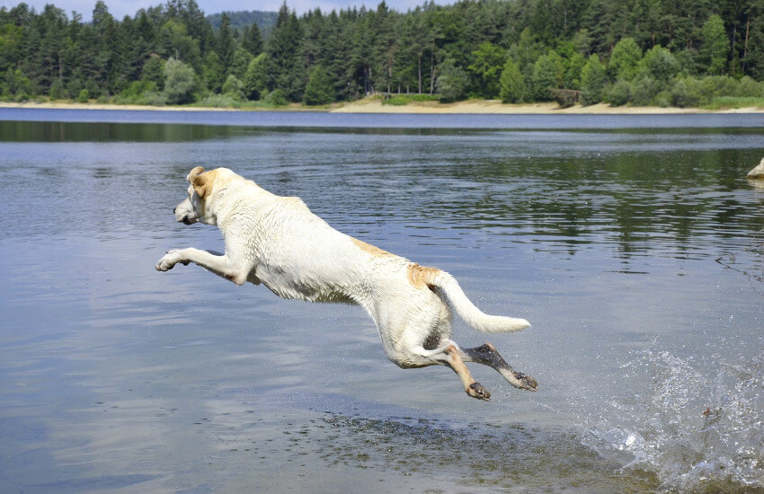 Ein weißer Hund spring in einem See.
