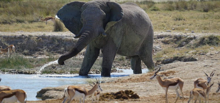 Etosha-Nationalpark tolles Reiseziel für eine Safari
