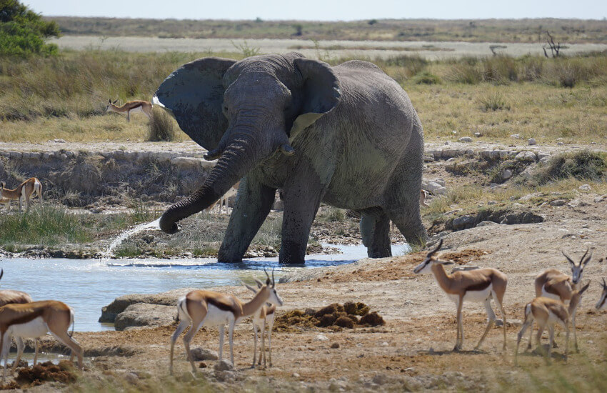 Ein großer Elefant an einem Wasserloch, davor winzig erscheinende Impalas.