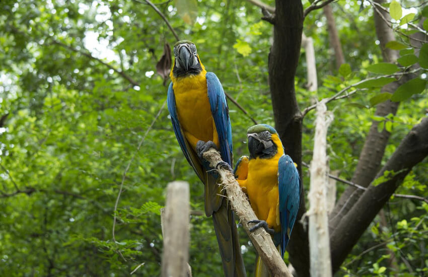 Zwei Papageien mit gelber Brust und blauen Flügeln sitzen auf einem Ast.