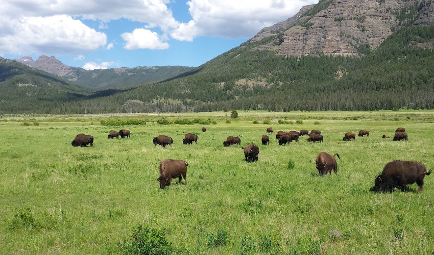 Eine Bisonherde beim Grasen.