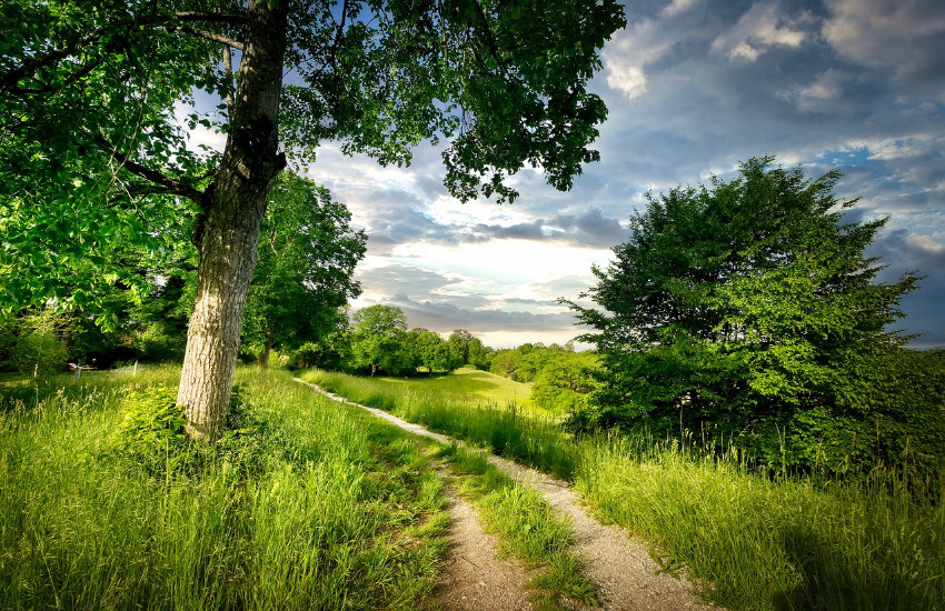 Ein Weg zwischen Gras und einzelnen Sträuchern und Bäumen.